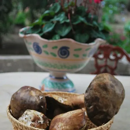 Zuccaro Trecastagni